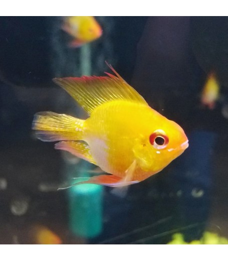 24K METALLIC ROUND RAMIREZ