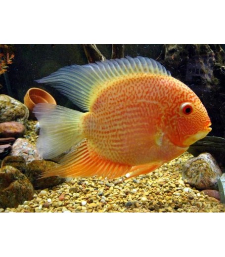 SEVERUM CICHLID 