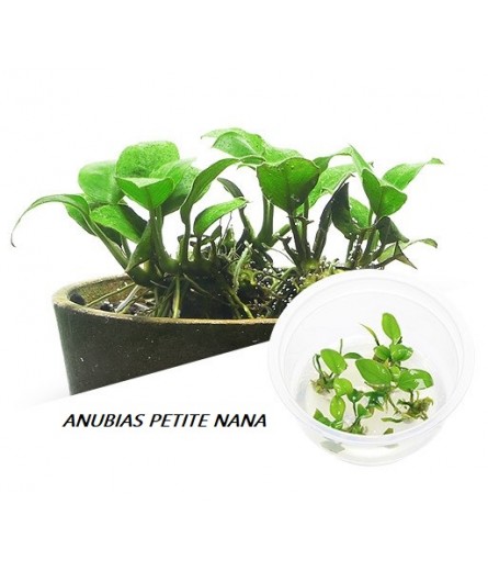 ANUBIAS NANA PETITE