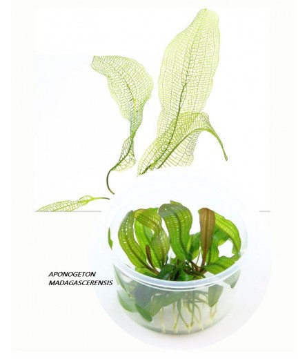 APONOGETON MADAGASCARIENSIS