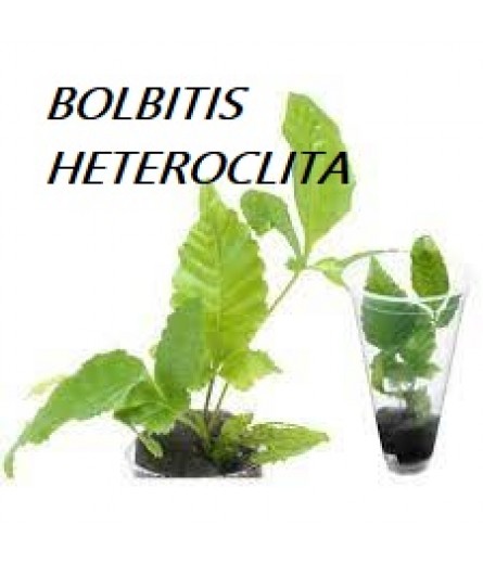 BOLBITIS HETEROCLITA