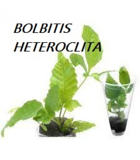 BOLBITIS HETEROCLITA
