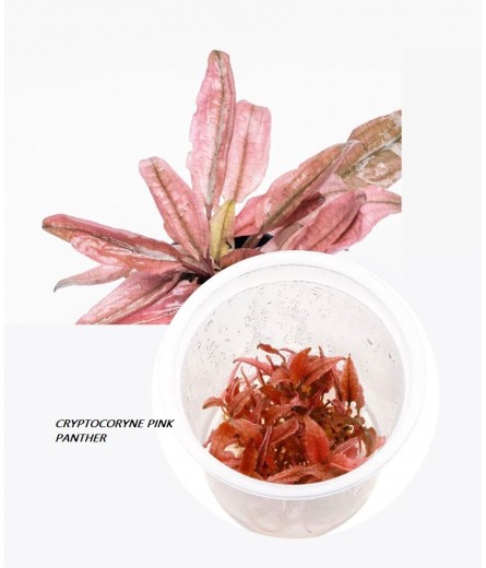 CRYPTOCORYNE WENDITI PINK PANTHER