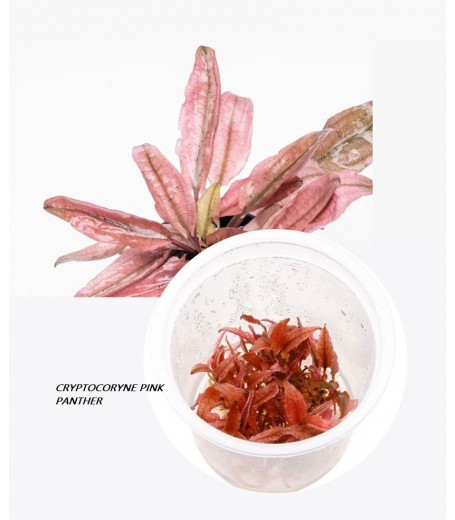 CRYPTOCORYNE WENDITI PINK PANTHER