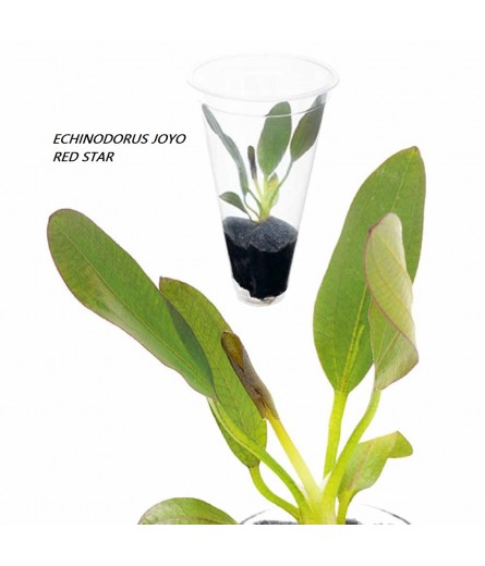 ENCHINODORUS JOYO RED STAR