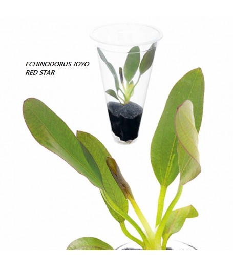 ENCHINODORUS JOYO RED STAR