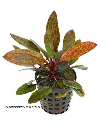ENCHINODORUS RED CHILI