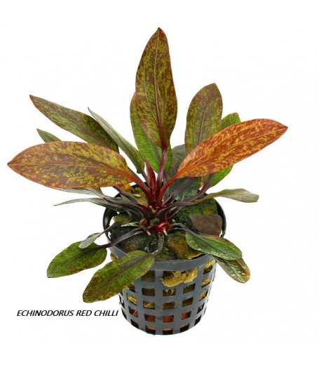 ENCHINODORUS RED CHILI