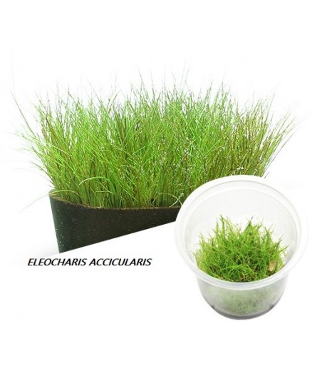 ELEOCHARIS ACICULARIS