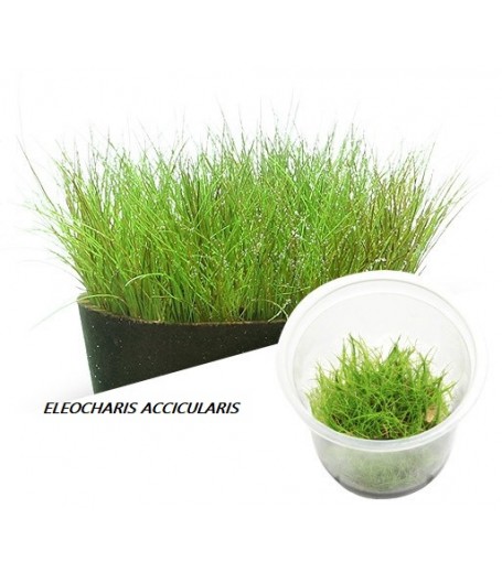 ELEOCHARIS ACICULARIS