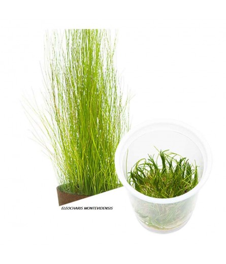 ELEOCHARIS MONTEVEDENSIS