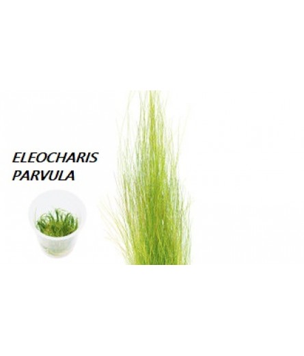 ELEOCHARIS PARVULA