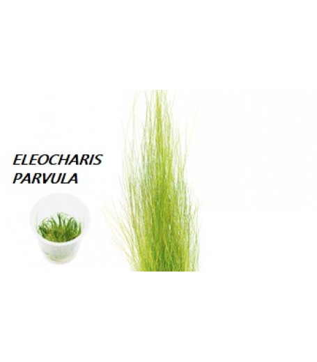ELEOCHARIS PARVULA