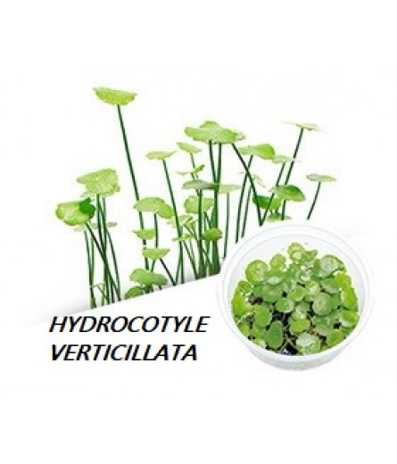 HYDROCOTYLE VERTICILLATA