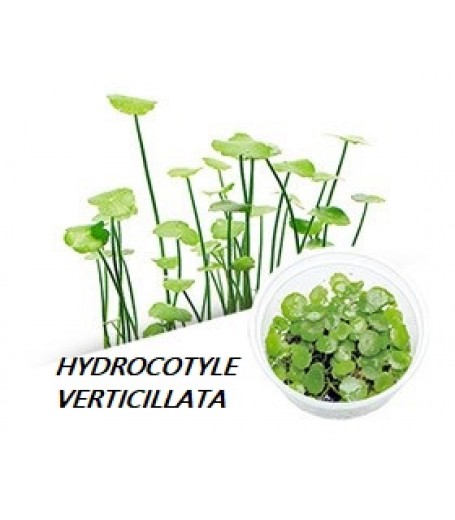 HYDROCOTYLE VERTICILLATA