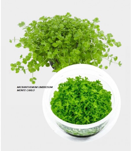 MICRANTHEMUM UMBROSUM