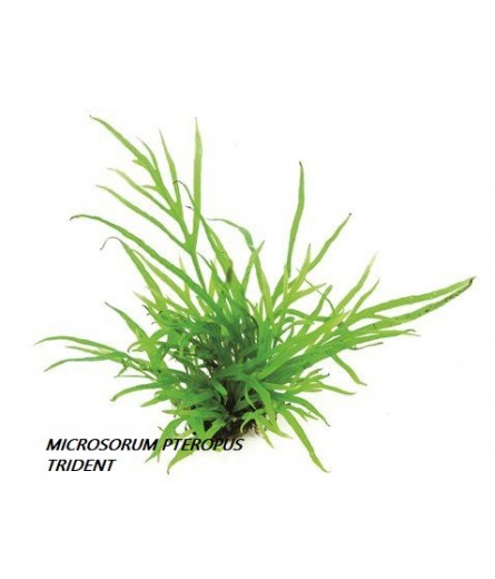 MICROSORUM PTEROPUS TRIDENT