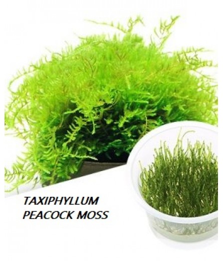TAXIPHYLLUM SP PEACOCK MOSS