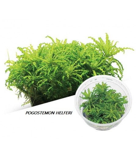 POGOSTEMON HELFERI