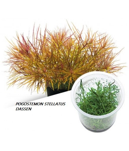 POGESTMON STELLATUS DASSEN