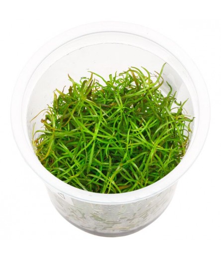LUDWIGIA ARCUATA