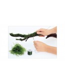 MOSS COTTON