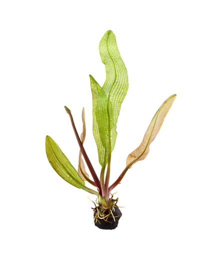 APONOGETON MADAGASCARIENSIS