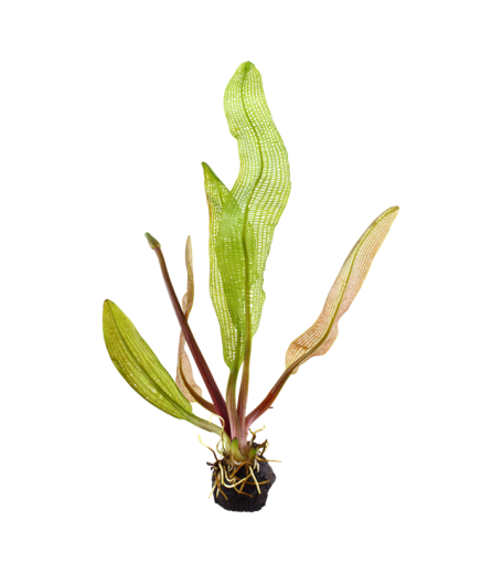 APONOGETON MADAGASCARIENSIS