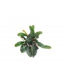 BUCEPHALANDRA SP