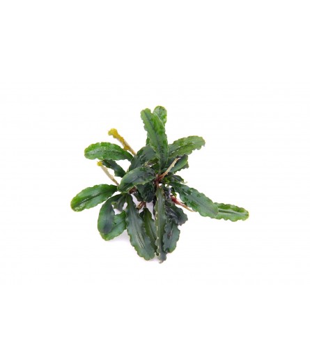 BUCEPHALANDRA SP