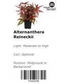 ALTERNANTHERA REINECKII 'MINI'