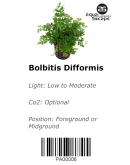BOLBITIS DIFFORMIS