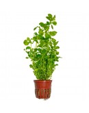 LUDWIGIA