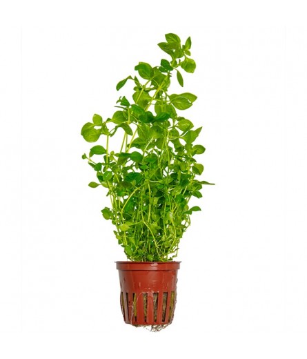 LUDWIGIA