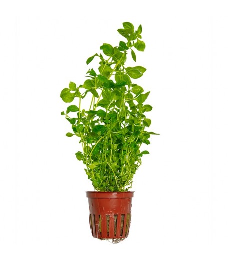 LUDWIGIA