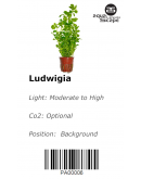 LUDWIGIA