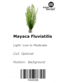 MAYACA FLUVIATILIS