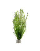 MAYACA FLUVIATILIS
