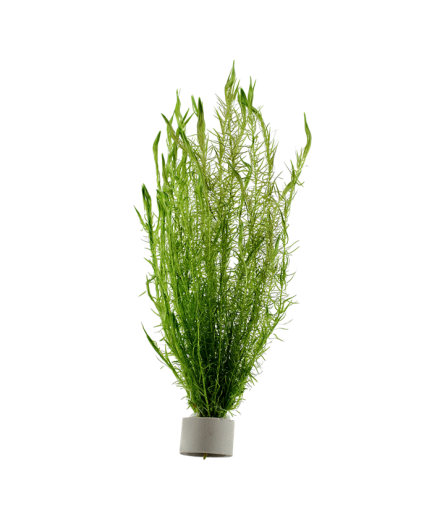 MAYACA FLUVIATILIS