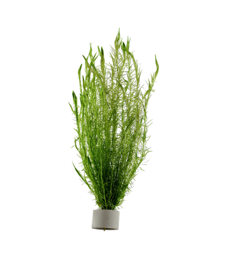 MAYACA FLUVIATILIS