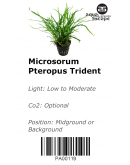 MICROSORUM PTEROPUS TRIDENT