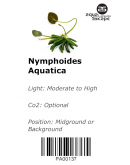 NYMPHOIDES AQUATICA