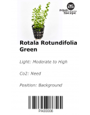 ROTALA GREEN