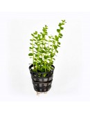 ROTALA GREEN