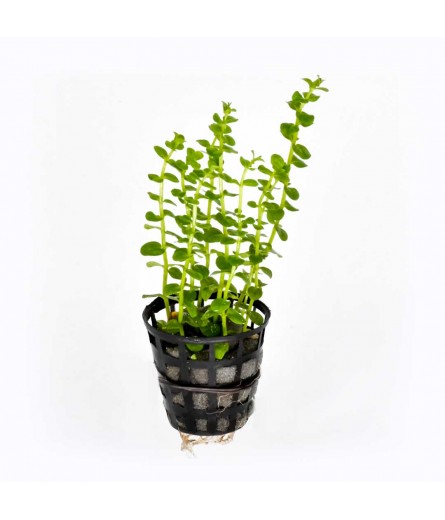 ROTALA GREEN