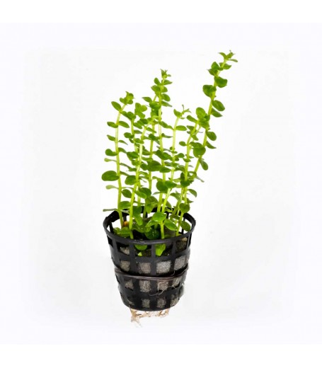 ROTALA GREEN