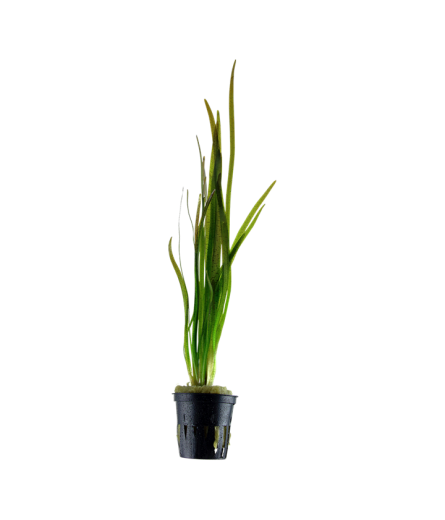 VALLISNERIA