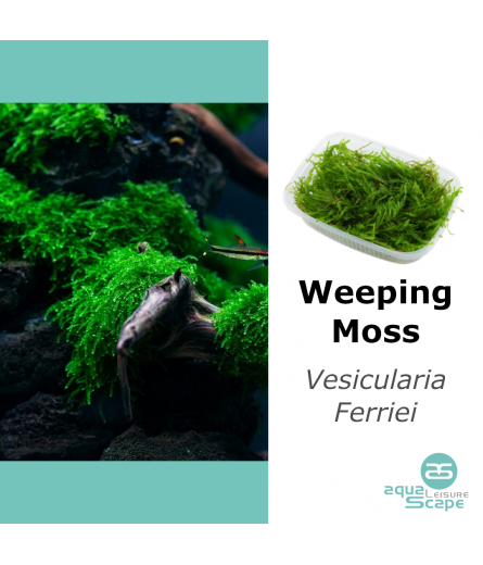 WEEPING MOSS