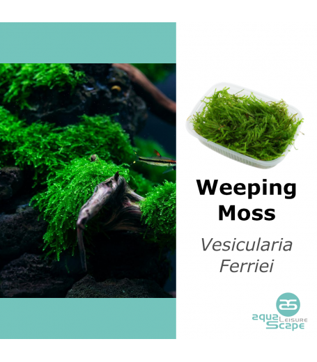 WEEPING MOSS