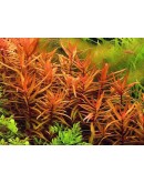 AMMANIA GRACILIS